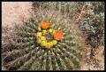 CRW_8937 Barrel cactus